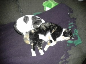 Snoops and Kommando Sleeping