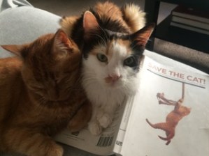 chloe-and-charlie-save-the-cat