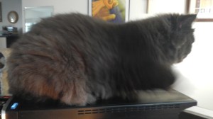 andy-bird-watches-from-pc