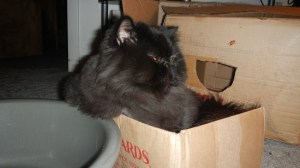 dougy-loves-boxes