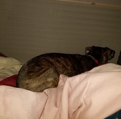 me-watching-big-dogs