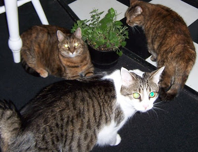 Image result for catnip party