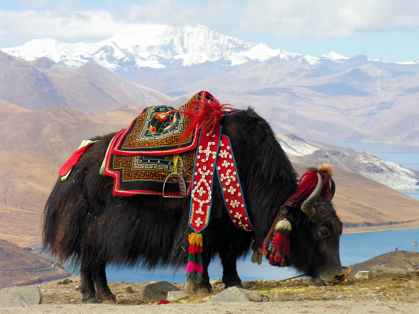 Image result for christmas yak