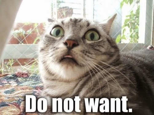 Image result for cat rejection meme