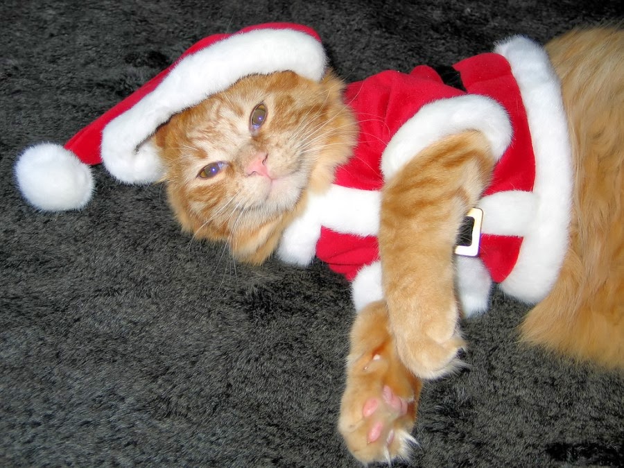 Image result for Santa cat"