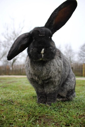 Continental Giant Rabbit — Peak Wildlife Park